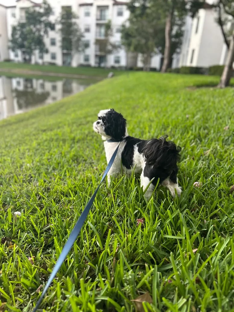 Dog walker, Dublin 6
