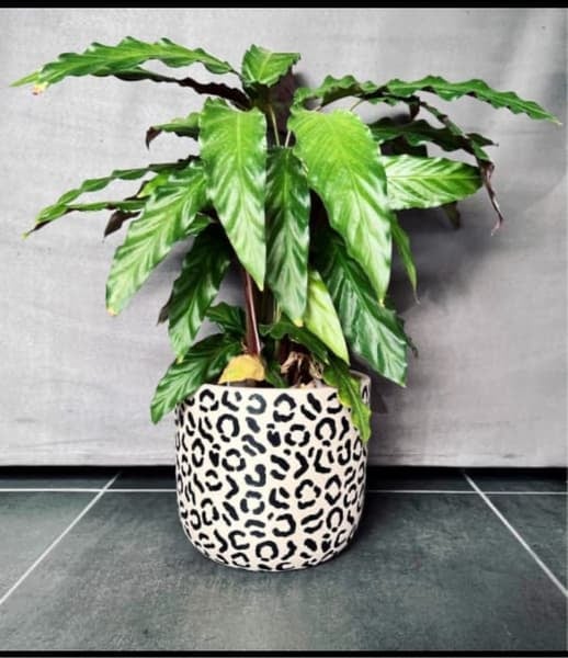 Terracotta plant pots, set of 10